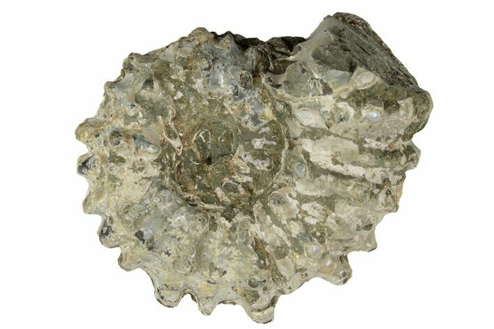 Bumpy Ammonite (Douvilleiceras) Fossil - Madagascar #247958